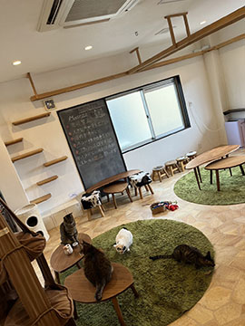保護猫cafe Meenya