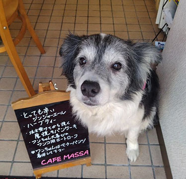 CAFE   MASSA