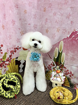 DogSalon Like
