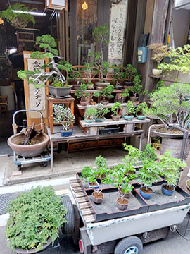 盆栽屋ラビアデッソ