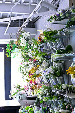 M FLORA