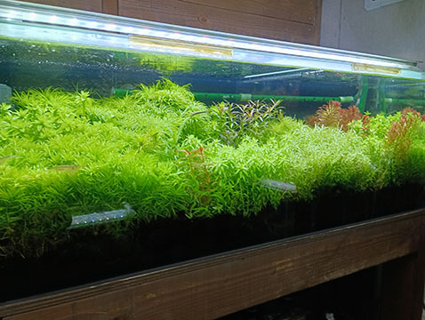 渓水庵