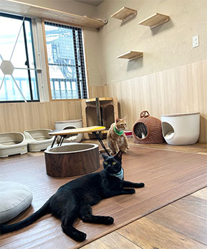 ネコリパブリック東京谷中店