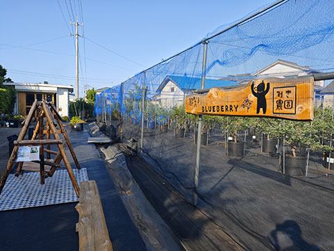 那賀川BLUEBERRYみき農園