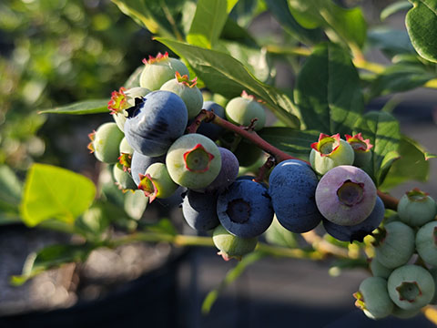 那賀川BLUEBERRYみき農園