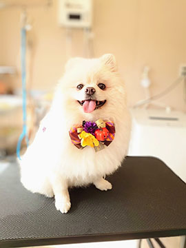 Dogsalon Chainon(ドッグサロンシェノン)
