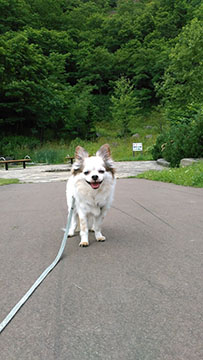 DOGSALON NOWCOMMUNICATION