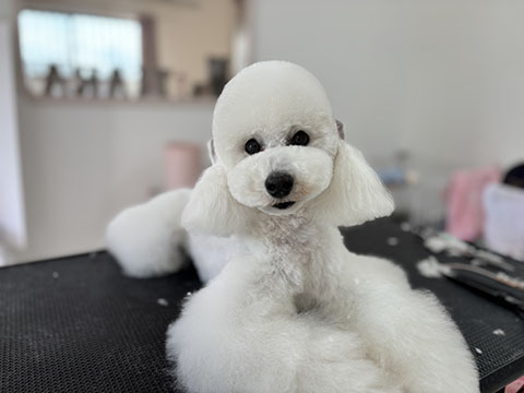 dogsalon TiaRa
