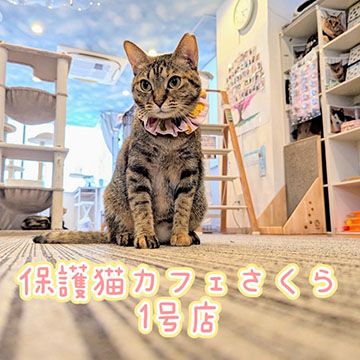 保護猫カフェさくら
