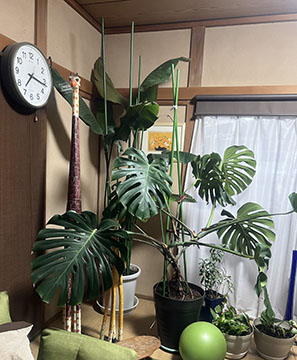 井上療術院