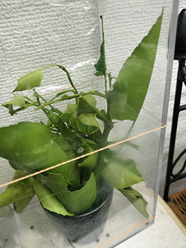 アトリエ万里花