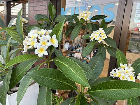 美容室KIITOS