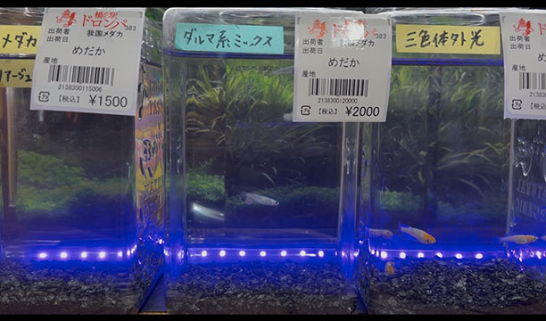 我國メダカ