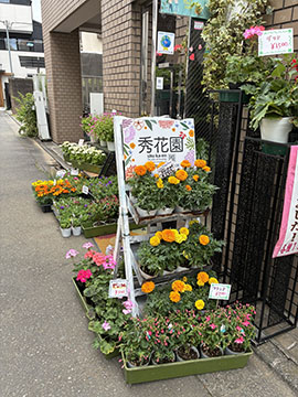 シュウカエン