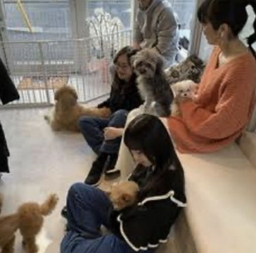 犬カフェ　ANDog