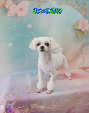 犬の美容室りりぃ