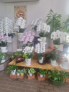 フラワーショップ松岡　本店