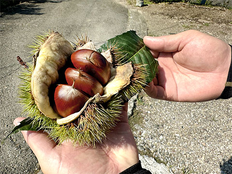栗農家とつくる栗菓子屋モンブラン
